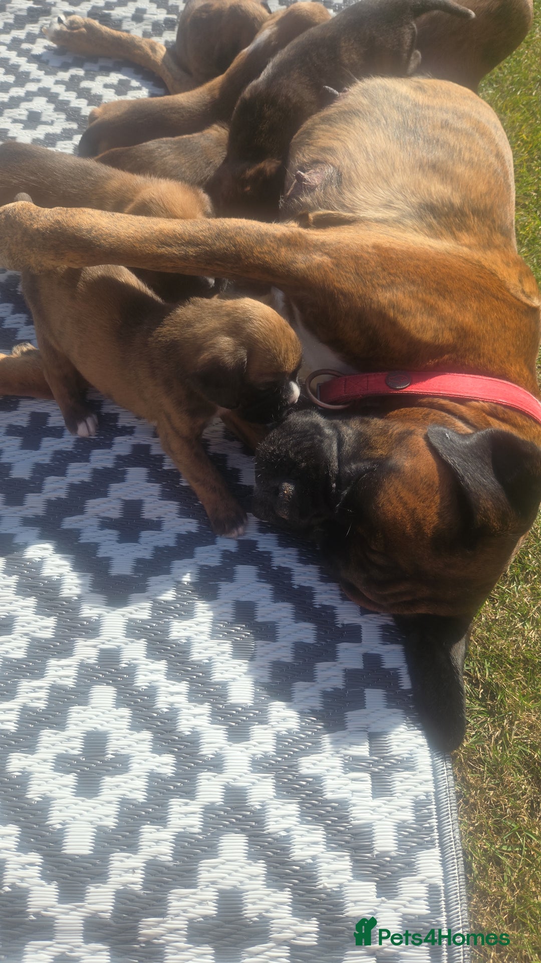 Boxer dogs for sale: KC PEDIGREE BOXER PUPPIES  - Image 22