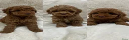 Cavapoochon dogs for sale: CAVAPOOCHON PUPPY GIRLS/BOYS HEALTH TESTED - Advert 1