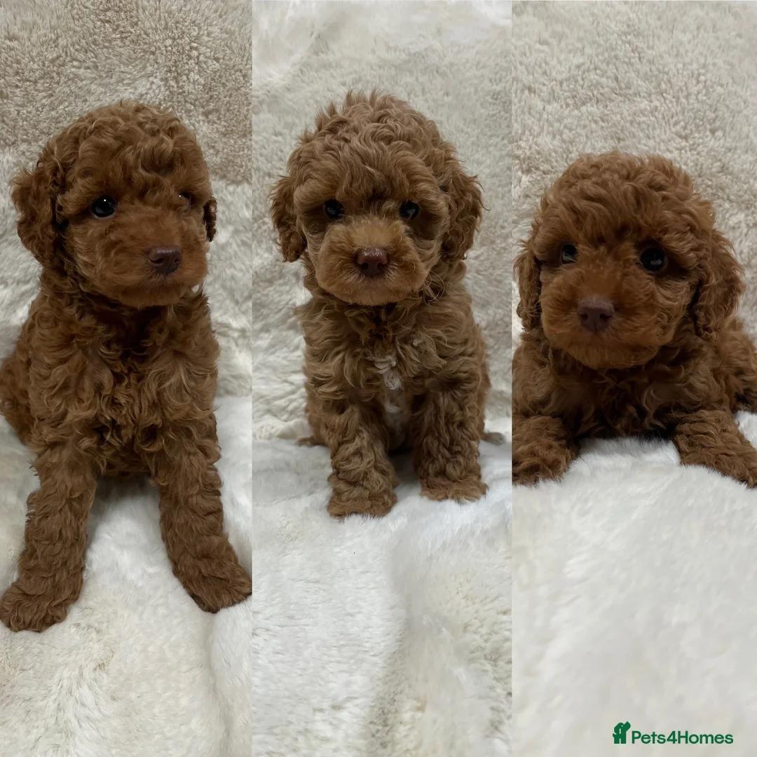 Cavapoochon dogs for sale: CAVAPOOCHON PUPPY GIRLS/BOYS HEALTH TESTED - Advert 1