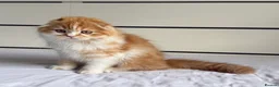 Scottish Fold cats for sale: Scottish Fold TICA Pedigree  - Advert 7
