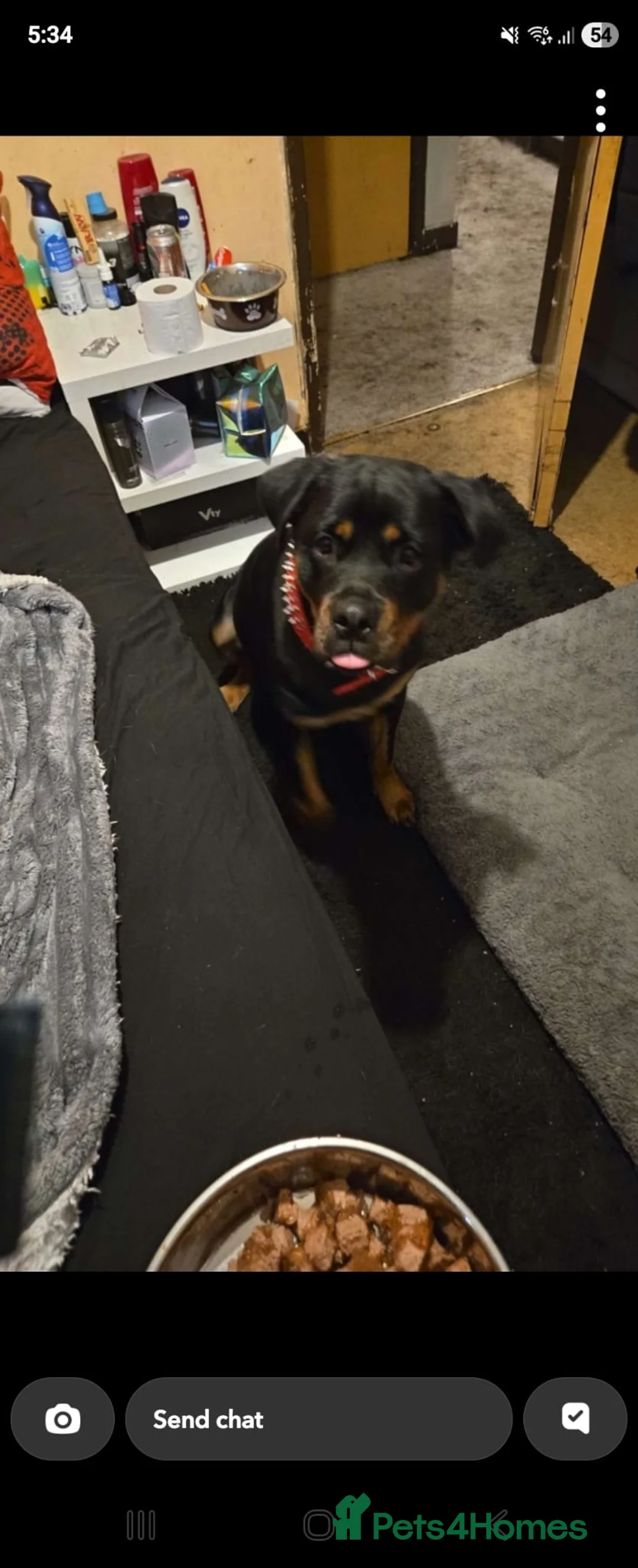 Rottweiler dogs for sale: Rottweiler  in Wrexham - Advert 4