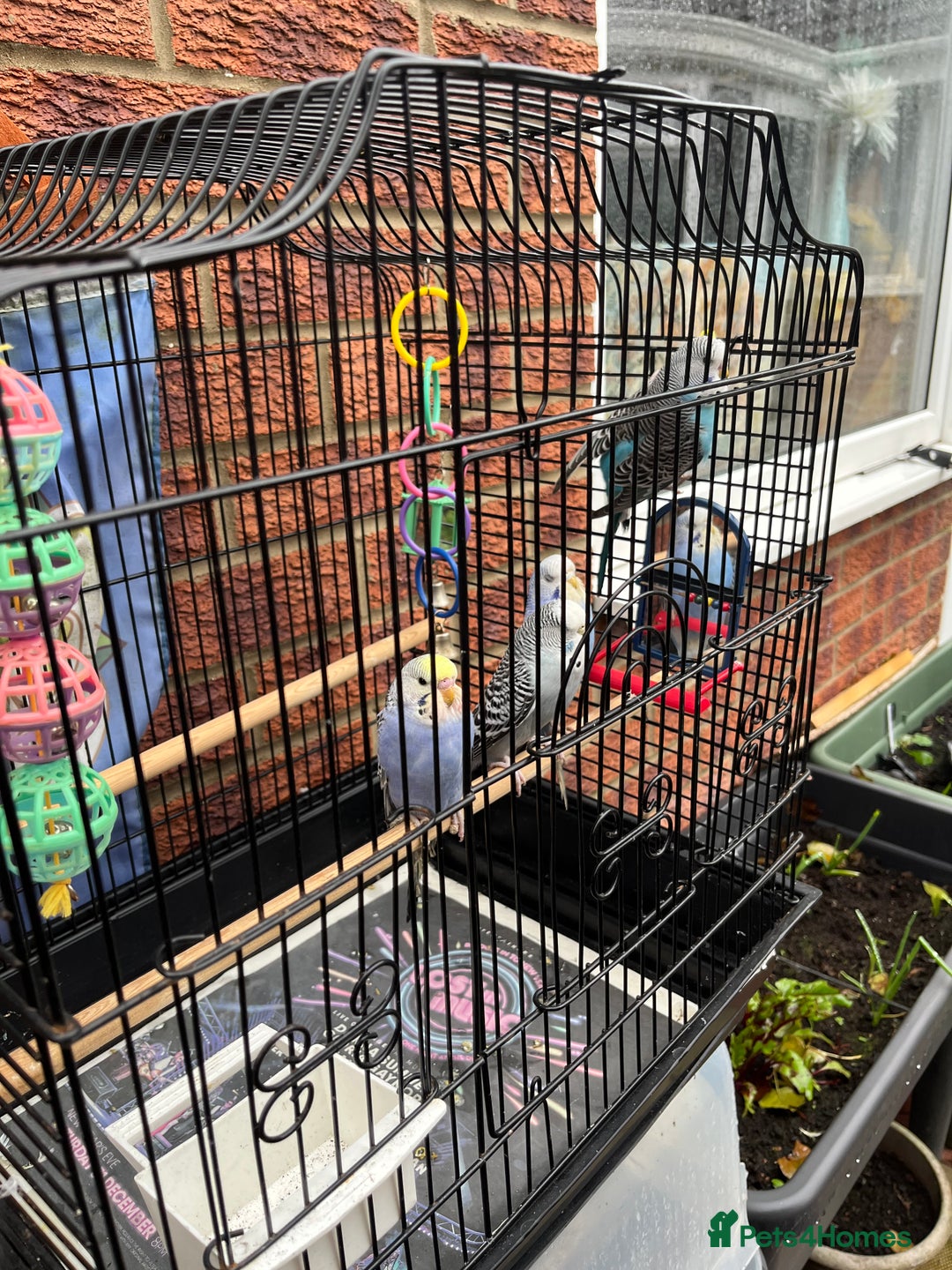 Budgerigars birds for sale: Baby budgie  - Advert 5