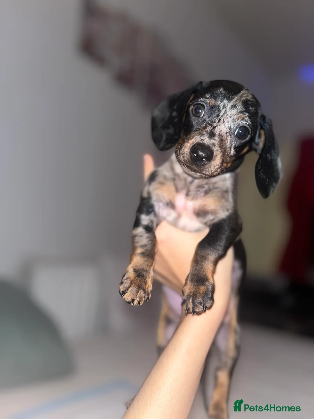 Miniature Dachshund dogs for sale: Miniature dachsund - Advert 1