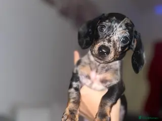 Miniature Dachshund dogs Miniature dachsund - Advert 1