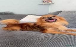 Pomchi dogs for stud: Beautiful 5 year old Pomchi for !!STUD!! - Image 2