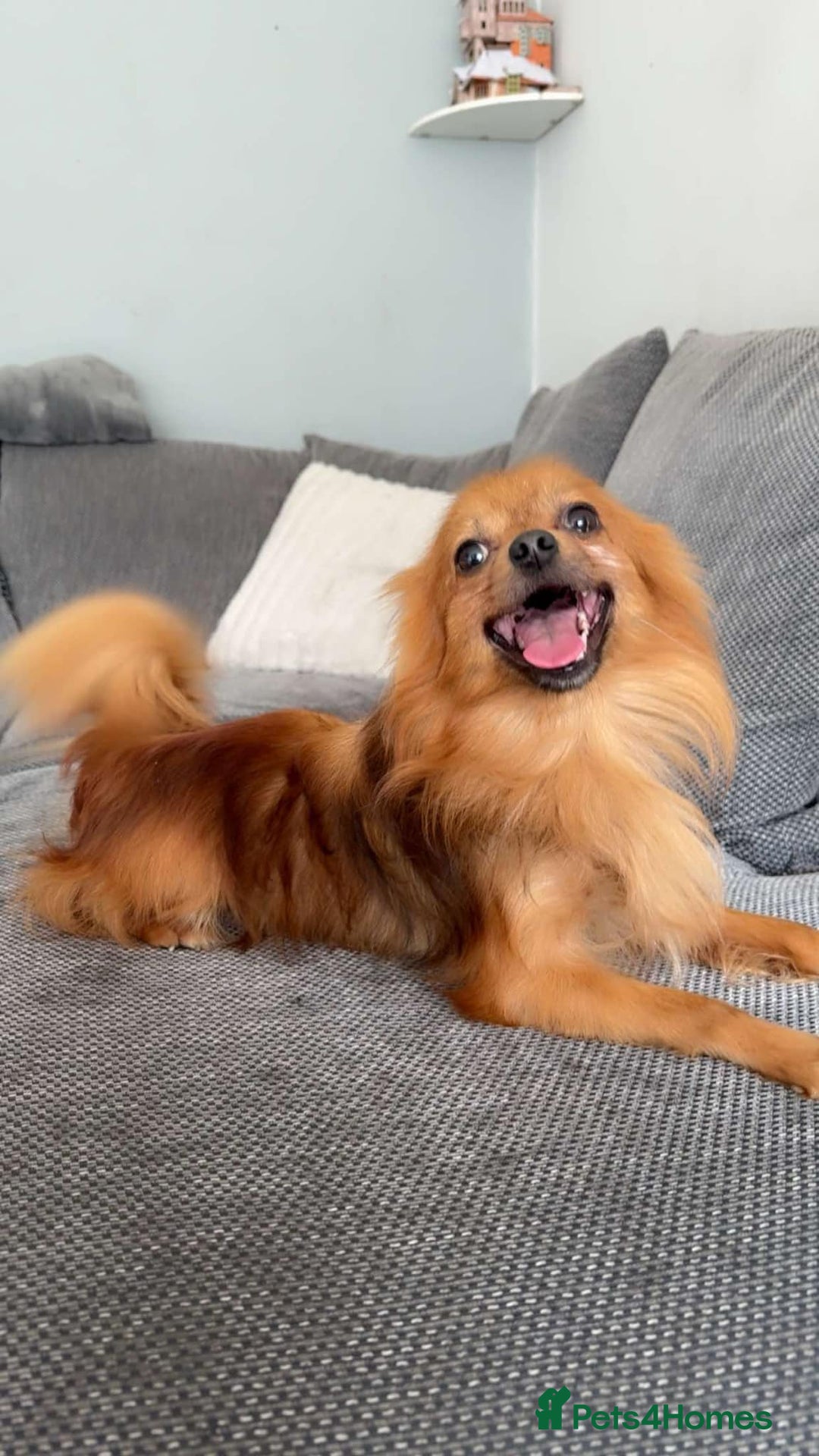 Pomchi dogs for stud: Beautiful 5 year old Pomchi for !!STUD!! - Image 2