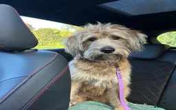 Labradoodle dogs for stud: Beautiful Labradoodle for stud  - Image 8