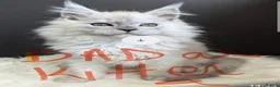 Maine Coon cats for sale: Exceptional Pedigree Maine Coon kittens available  in Worcester - Advert 25