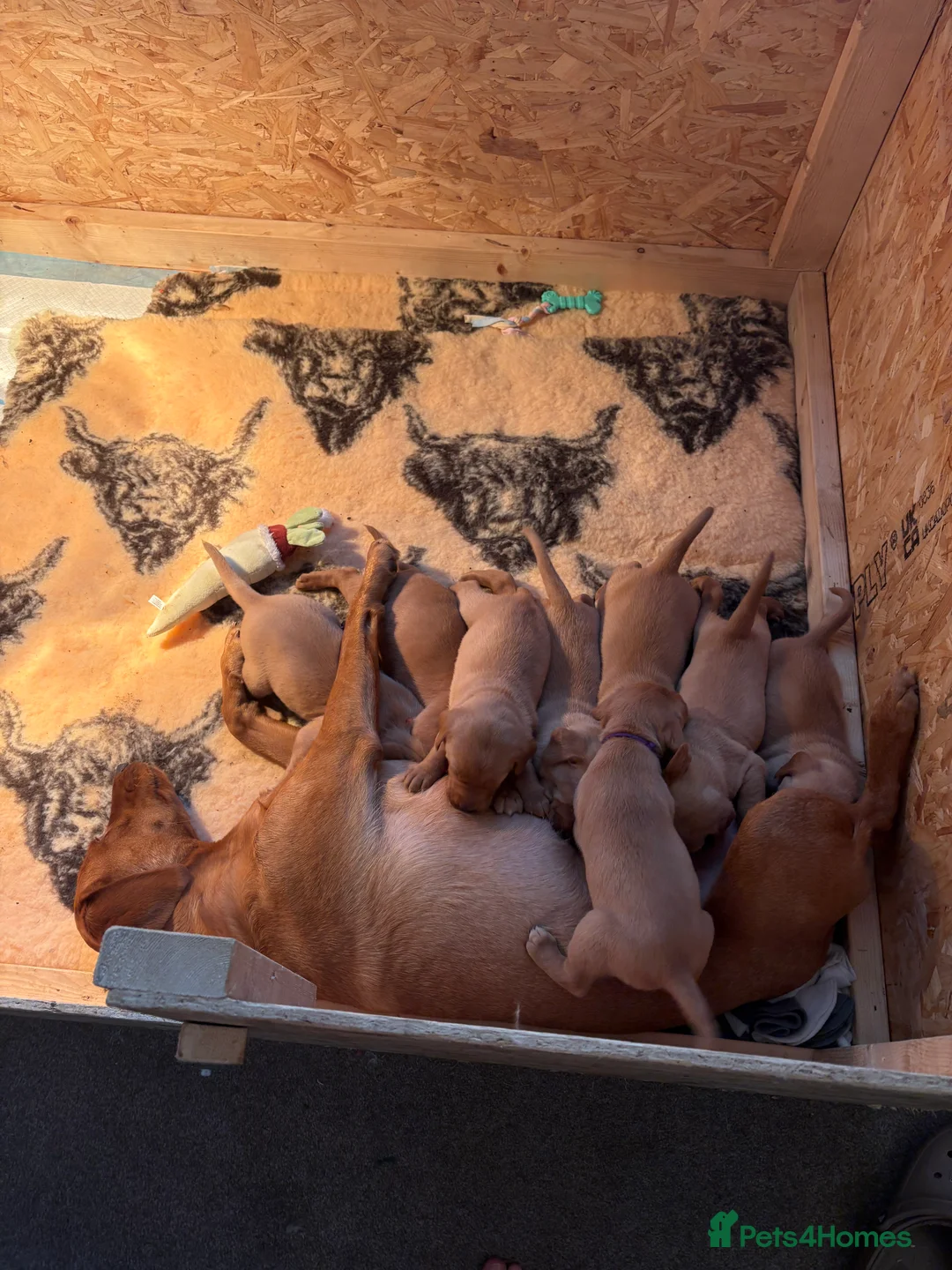 Labrador Retriever dogs for sale: KC Working Fox Red Pups - Advert 4