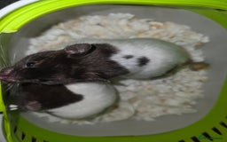 Hamster rodents for sale: Mixes Hamster Syrian in Thornton Heath - Image 3