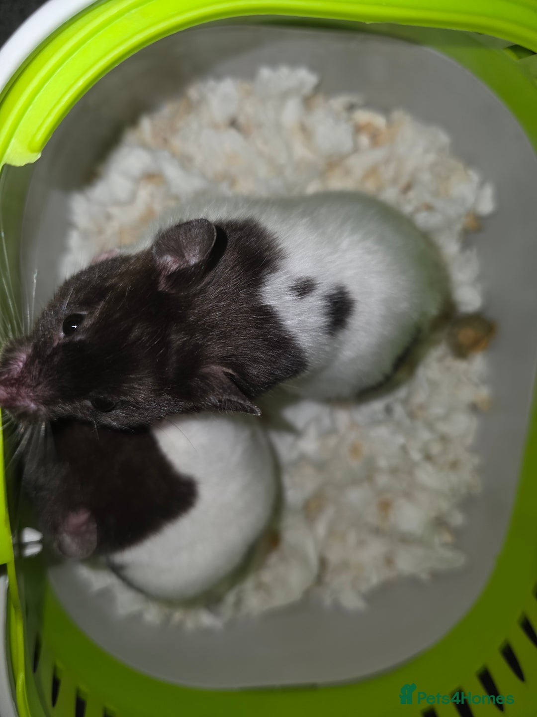 Hamster rodents for sale: Mixes Hamster Syrian in Thornton Heath - Image 3