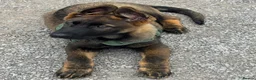 German Shepherd dogs for sale: KC Registered German Shepherd PuppiesChampion Line - Advert 10