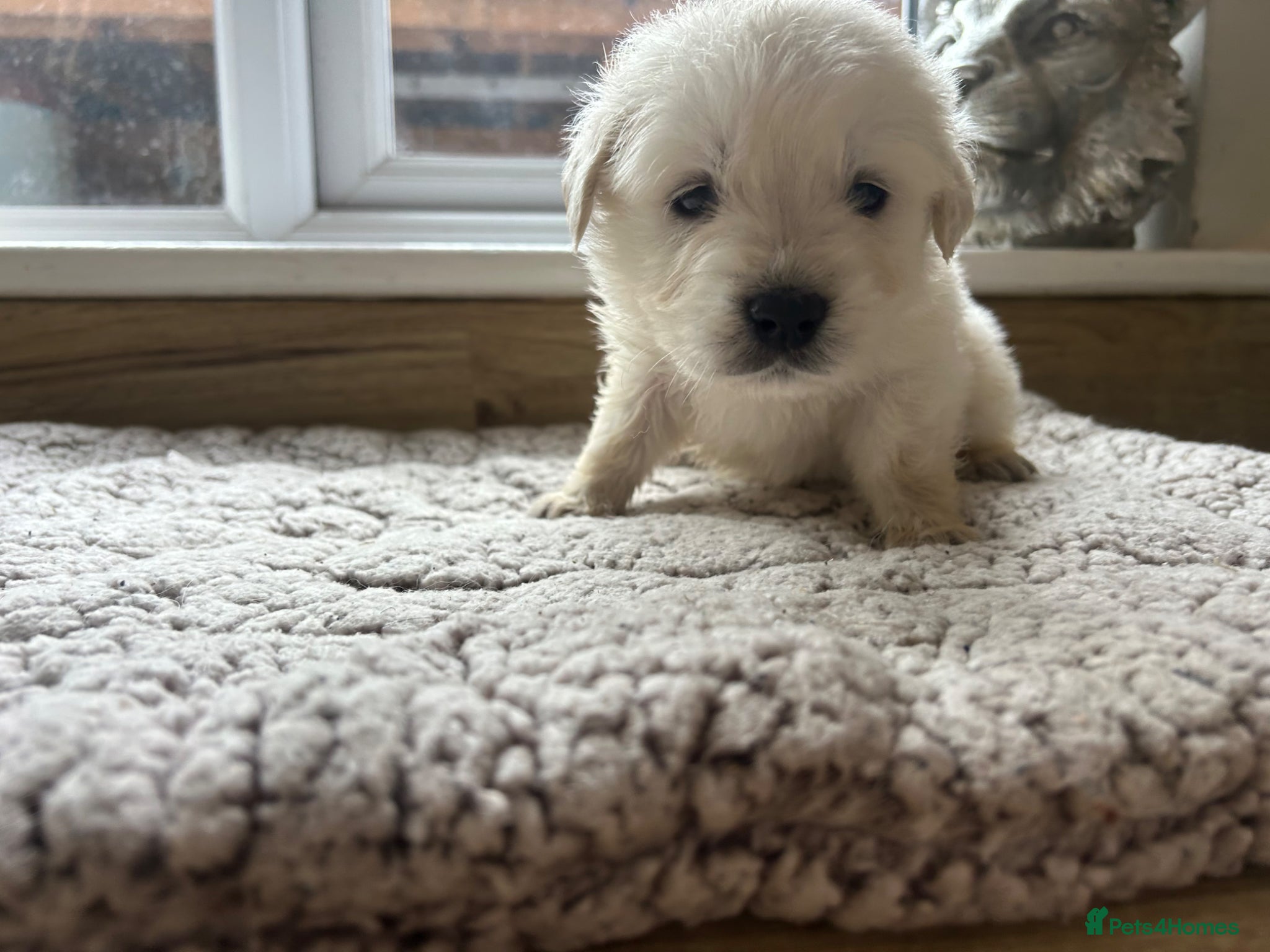 Golden Retriever dogs Our beautiful golden retriever pups - Advert 6