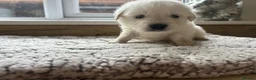 Golden Retriever dogs for sale: Our beautiful golden retriever pups - Advert 13