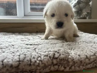 Golden Retriever dogs Our beautiful golden retriever pups - Advert 6