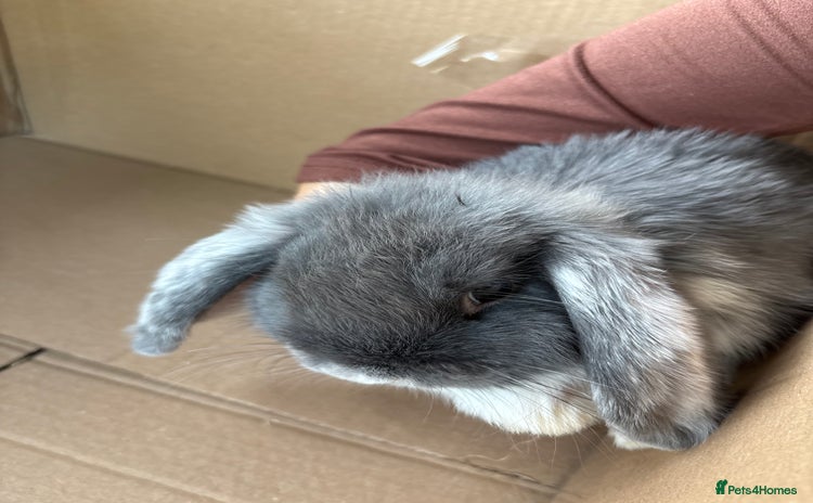 Mini Lop rabbits - Advert 5