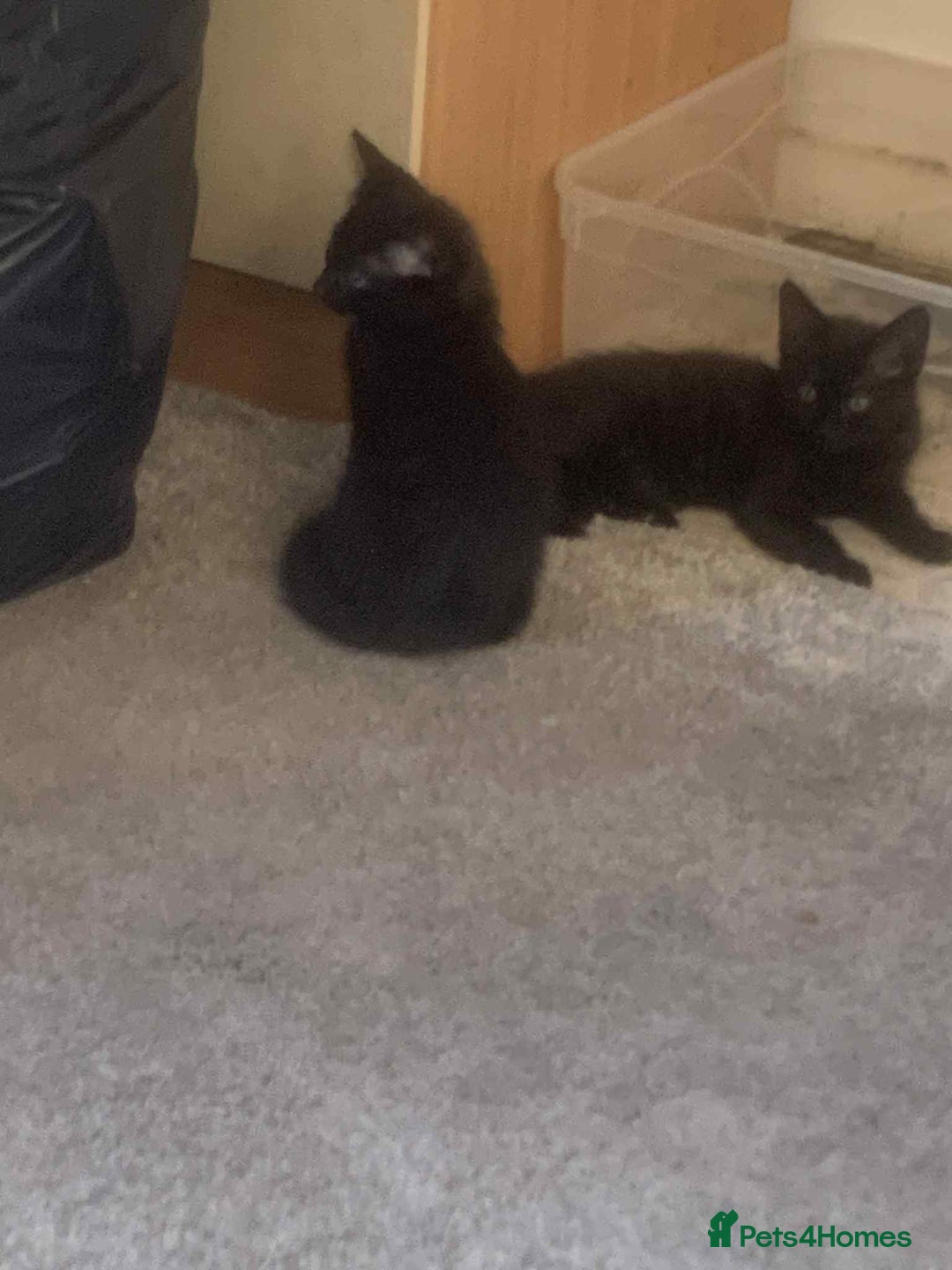 Mixed Breed cats for sale: Kittens for sale  - Image 1