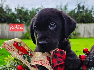 Labrador Retriever dogs - Advert 5