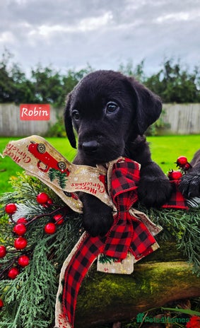 Labrador Retriever dogs - Advert 2