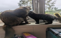 British Longhair cats for sale: 2 mixed British long hair boys - Image 3