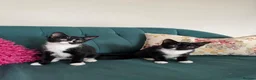 Domestic Shorthair cats for sale: Beautiful Kittens Ready for Their Forever Homes! - Advert 14