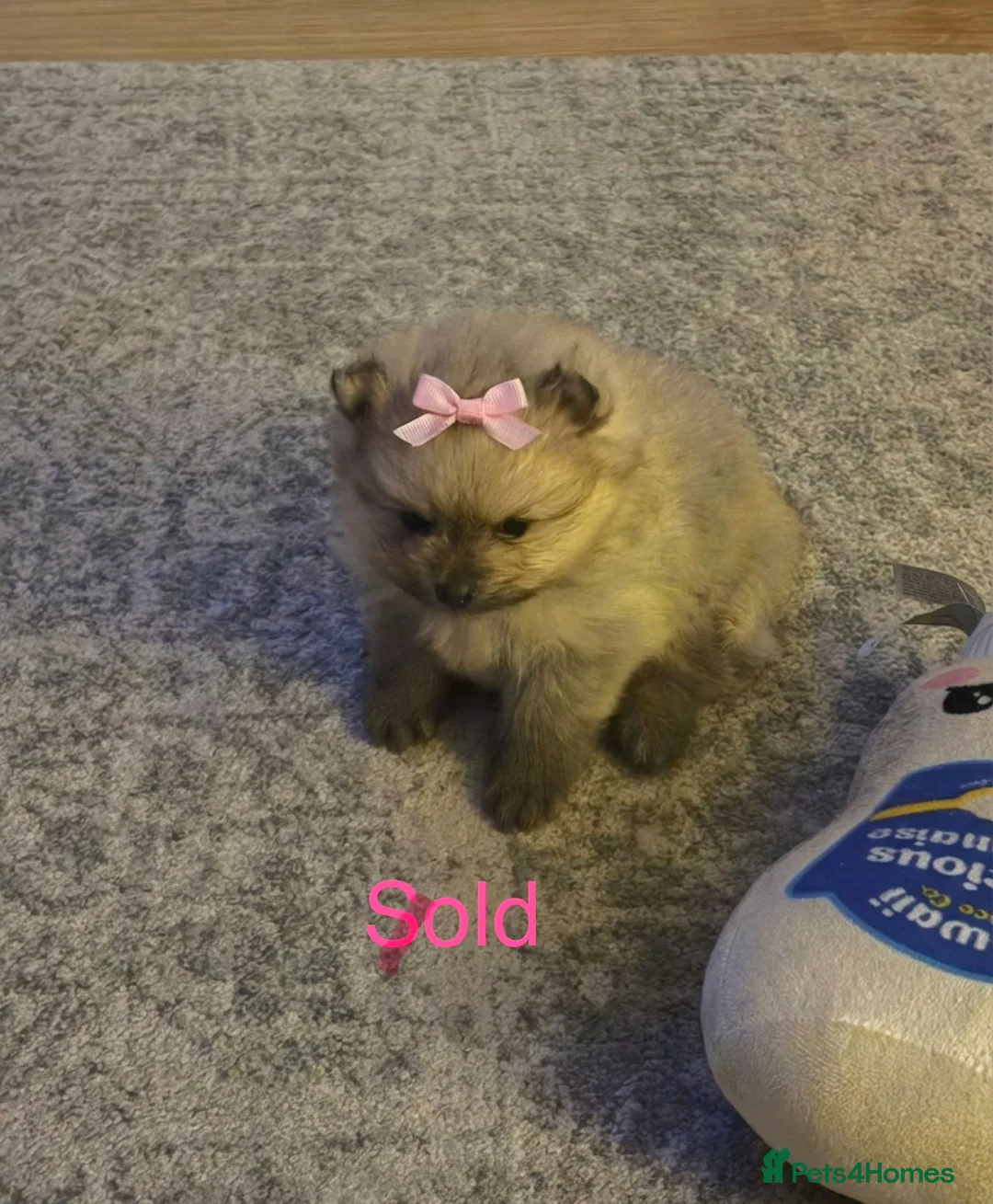 Pomeranian dogs for sale: Beautiful Rare Cream Sable Pomeranian Puppy  in Horley - Advert 2