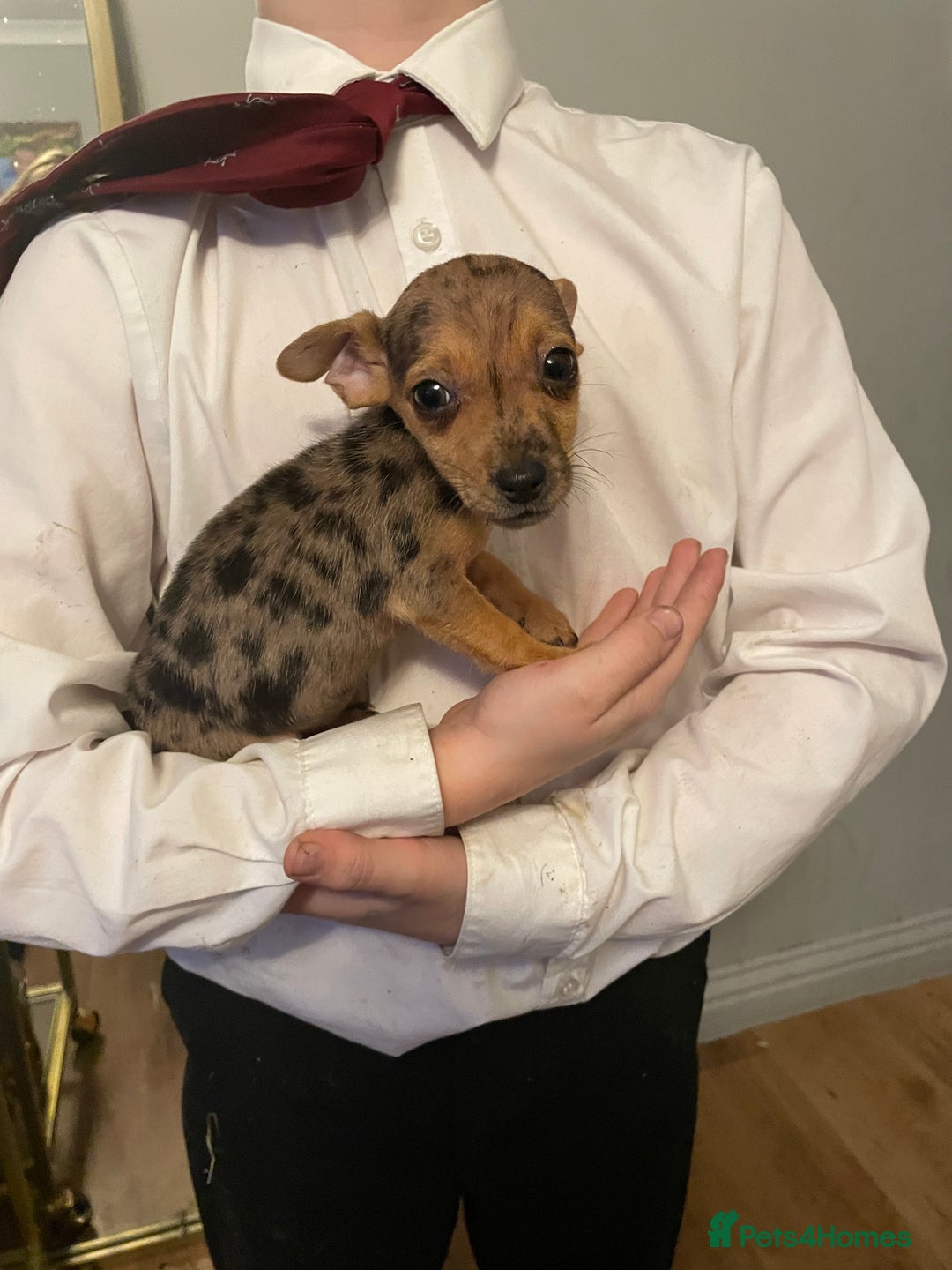 Jack Russell dogs for sale: Jack Russel puppy’s Ready to leave  - Advert 2