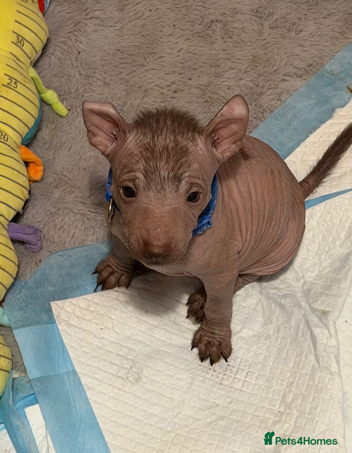Mexican Hairless dogs NEW intermediate size. - Advert 4