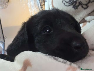 Labradoodle dogs F1 beautiful standard labradoodles - Advert 10