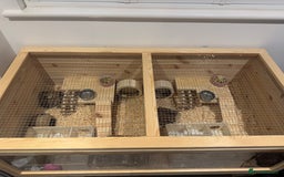 Hamster rodents for sale: 2 Boy Dwarf Hamsters  - Image 12