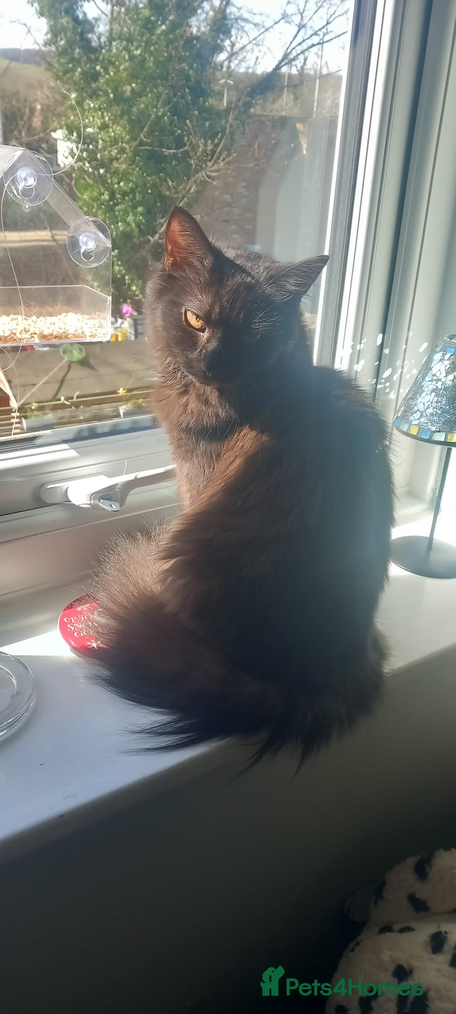 Siberian cats Fluffy siberian black female. - Advert 1