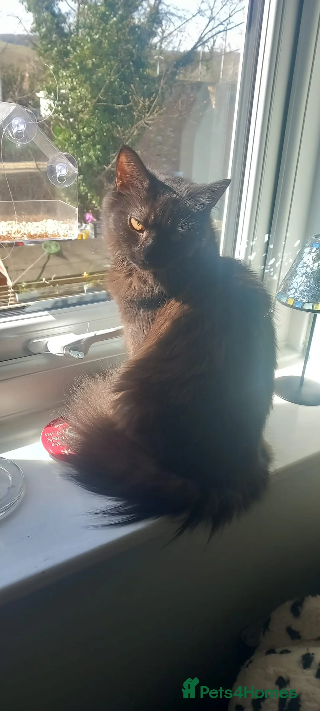 Siberian cats for sale: Fluffy siberian black female. - Advert 1