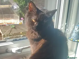 Siberian cats Fluffy siberian black female. - Advert 1