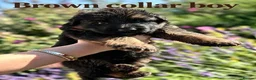 German Shepherd dogs for sale: Chunky Fluffy Long-Haired German Shepherd Puppies - Advert 14