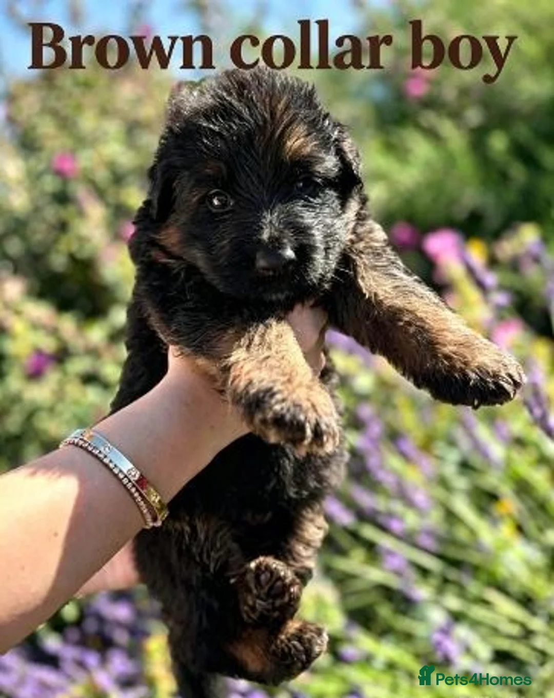German Shepherd dogs for sale: Chunky Fluffy Long-Haired German Shepherd Puppies - Advert 14