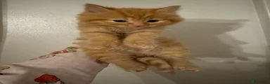 Domestic Shorthair 10
