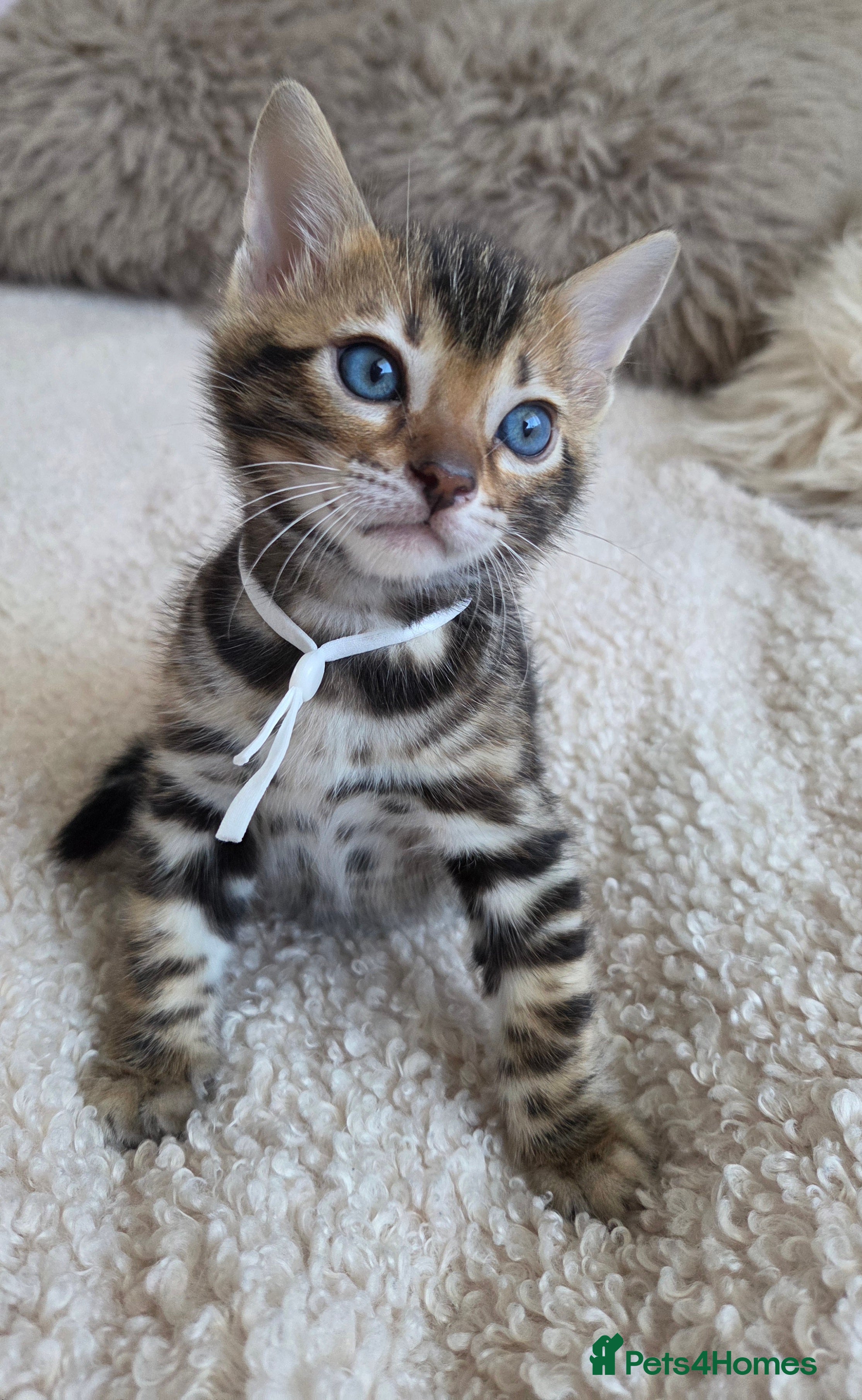 Bengal cats TICA-registered Bengal kitten available, last one! - Advert 5