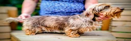 Miniature Dachshund dogs for sale: Beautiful Mini Wirehaired Dachshund Babies  in Chatteris - Advert 4