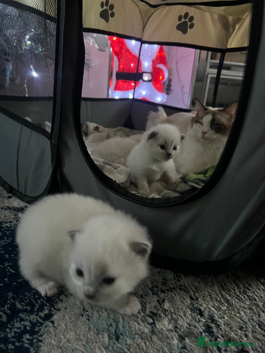 Ragdoll cats for sale: Purebred blue point ragdoll kittens  - Advert 11