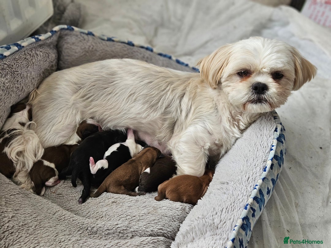 Shih Tzu dogs for sale: Shih Tzu puppies - Image 8
