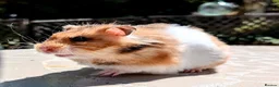 Hamster rodents for sale: Young Syrian Hamsters in Crowborough - Advert 2