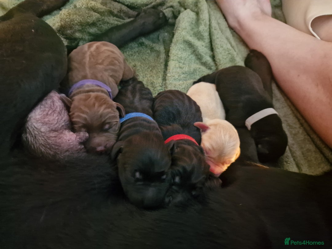 Labrador Retriever dogs for sale: Working Labrador puppies - Image 7