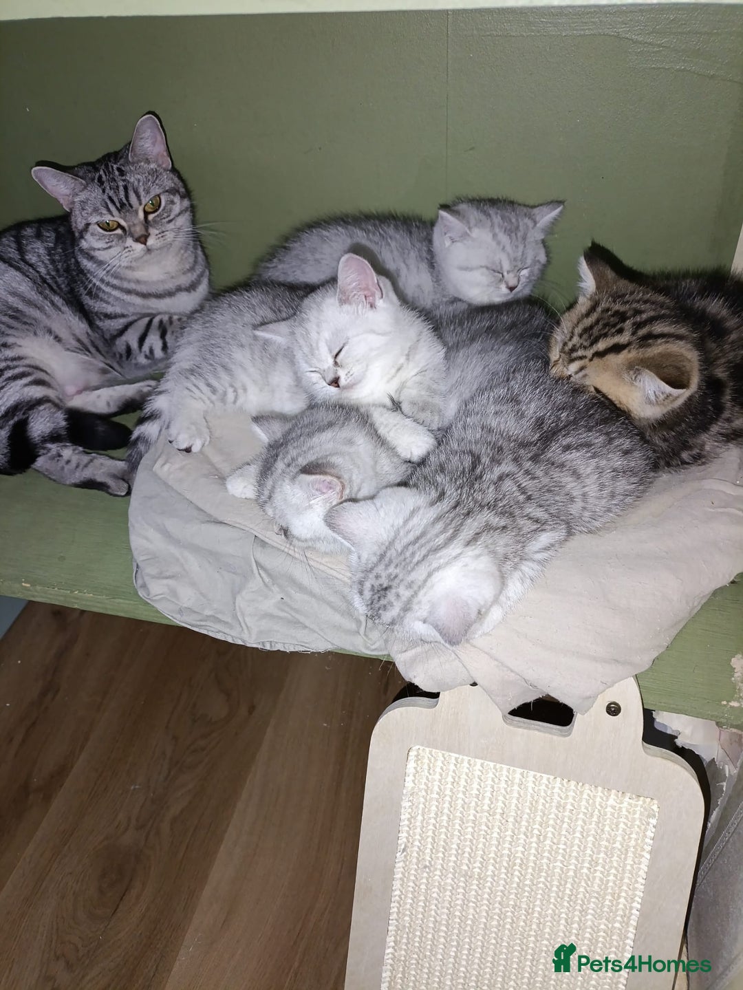 British Shorthair cats for sale: Beautiful  British Shorthair kittens  - Advert 27