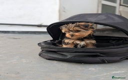 Yorkshire Terrier dogs for sale: 3 Male Yorkshire terriers left  - Image 12