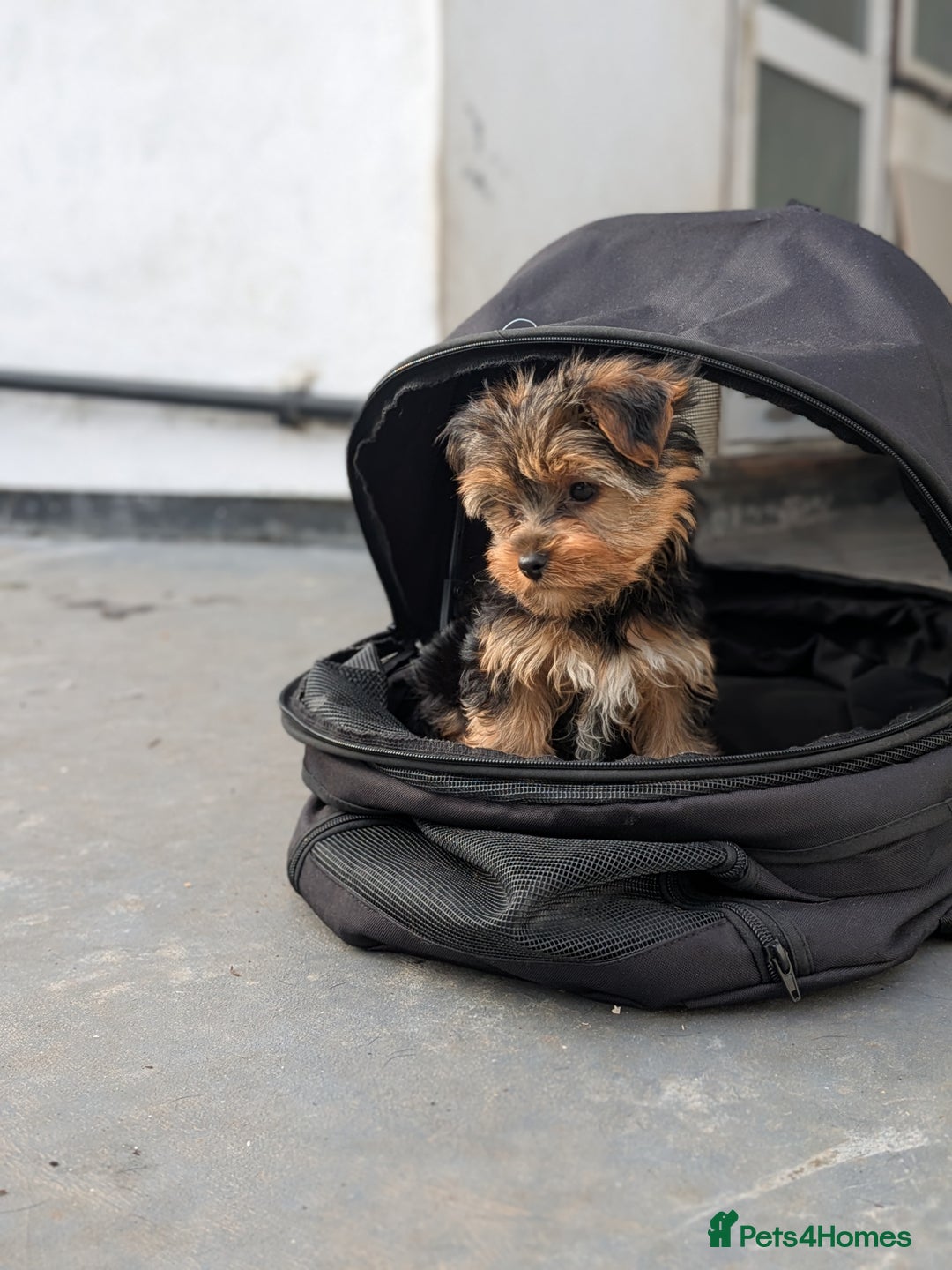 Yorkshire Terrier dogs for sale: 3 Male Yorkshire terriers left  - Image 12