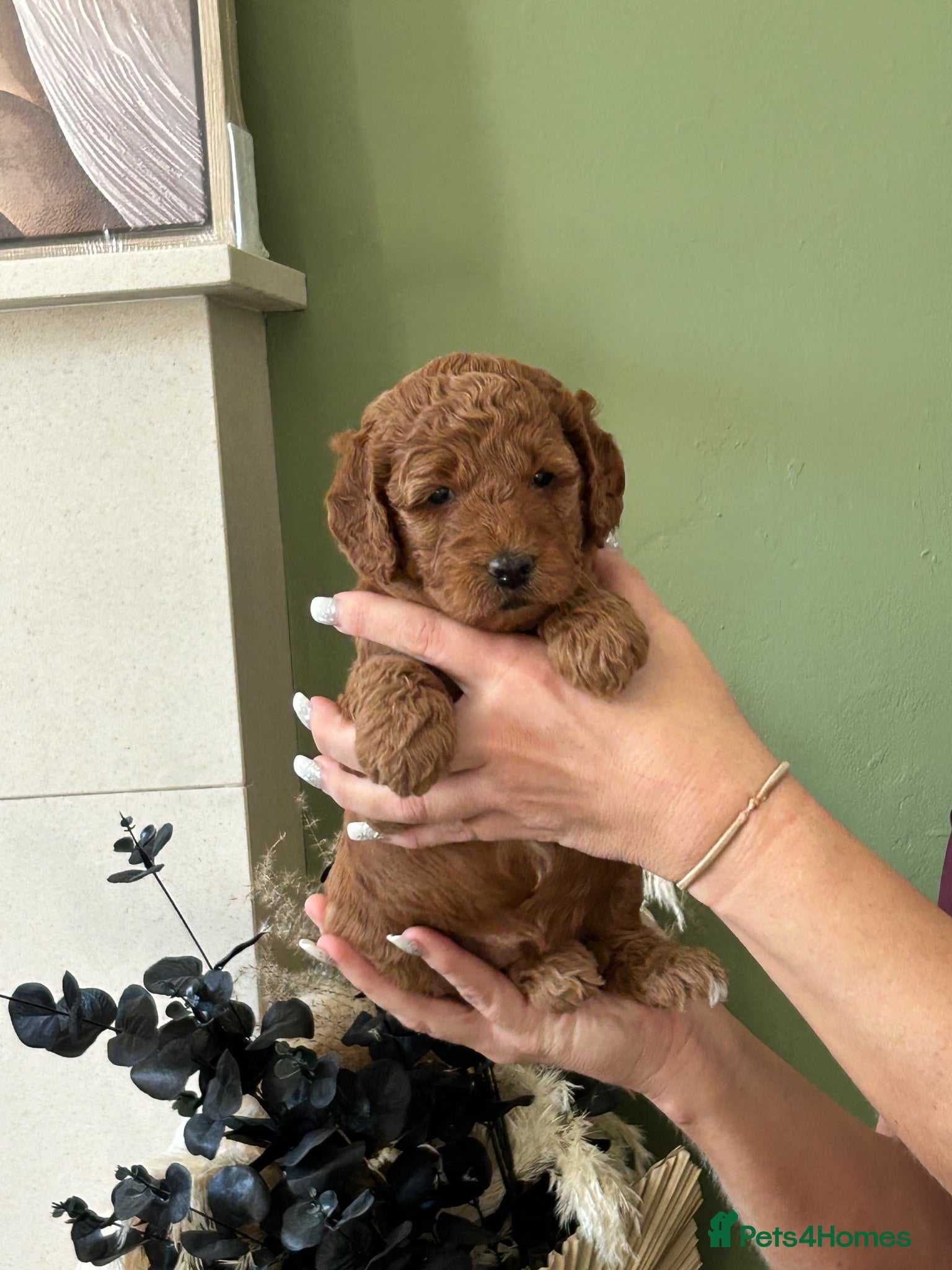 Mini Goldendoodle dogs F4B Miniature Goldendoodles - Advert 2