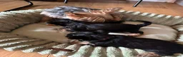 Yorkshire Terrier dogs for sale: Beautiful Yorkie puppies  in Banbury - Advert 2