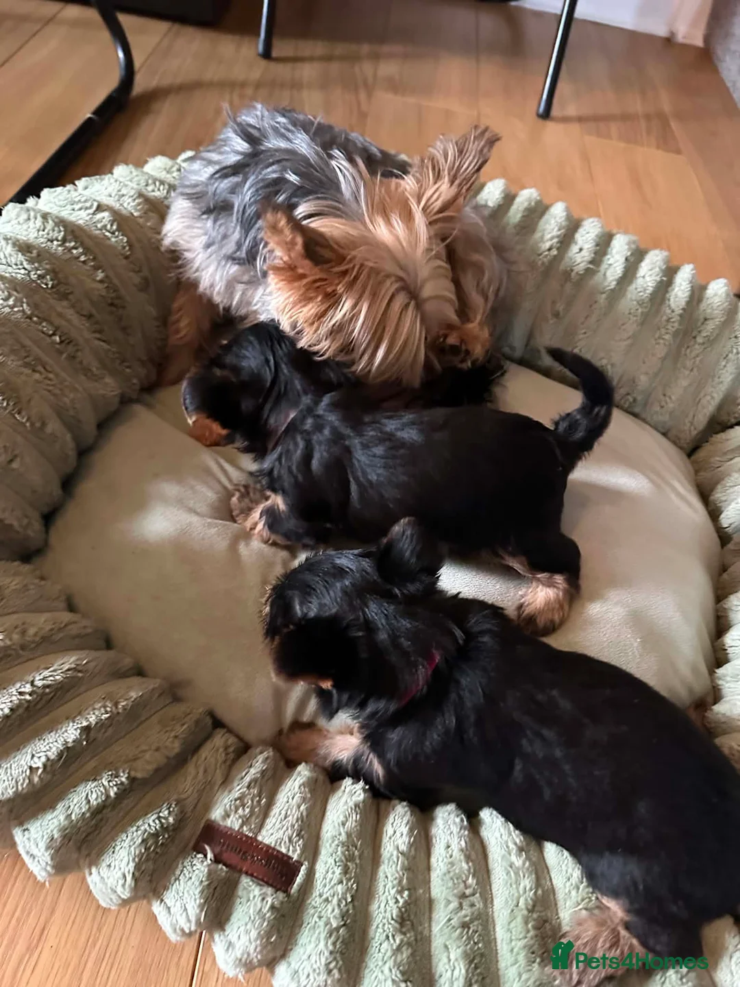 Yorkshire Terrier dogs for sale: Beautiful Yorkie puppies  in Banbury - Advert 2