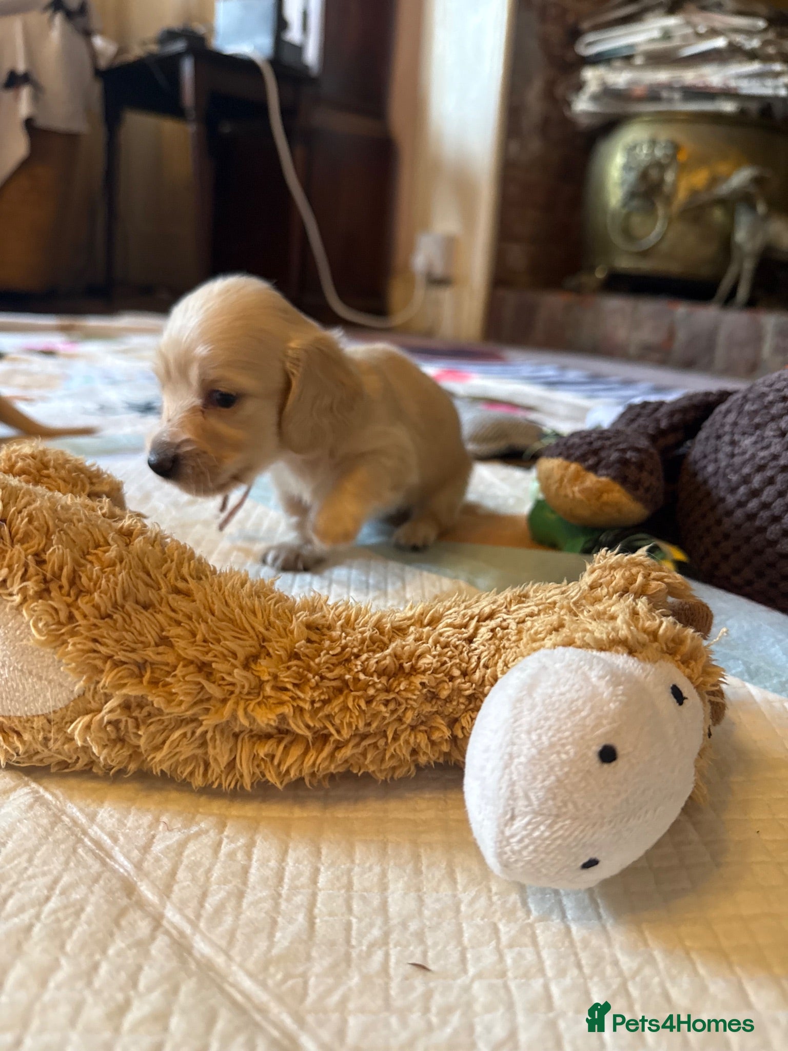 Miniature Dachshund dogs Cream long haired miniature dachshund puppies  - Advert 2