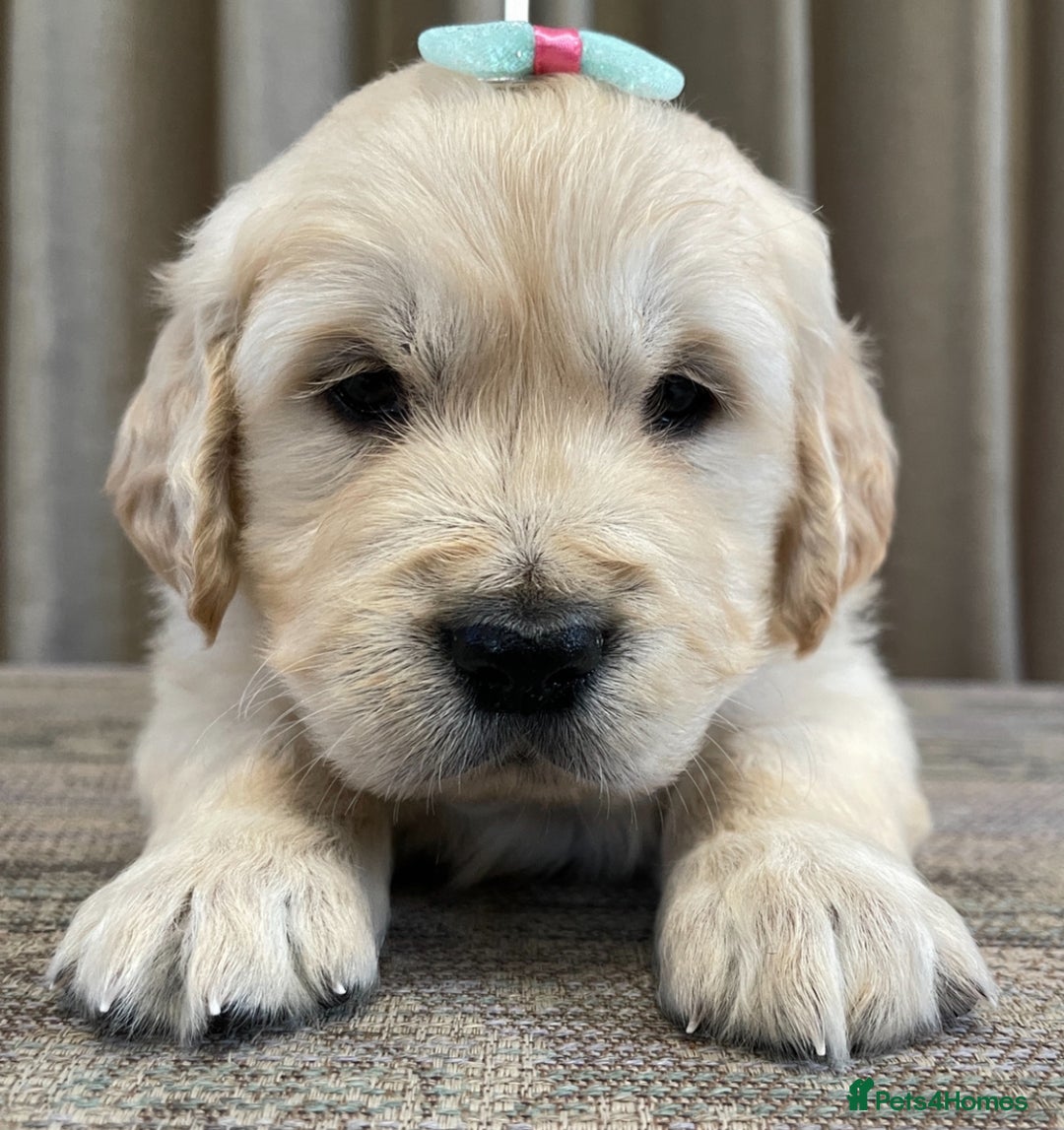 Golden Retriever dogs for sale: Stunning golden retriever puppies for sale  - Advert 23